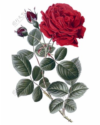 红色高清鲜花装饰元素