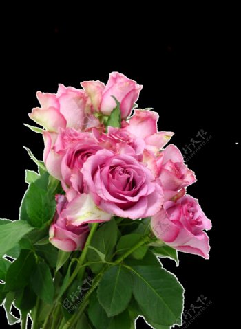 一束淡雅的粉红色玫瑰花透明装饰素材
