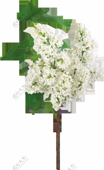 白色花朵树枝png元素