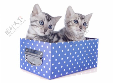 礼物箱子里的两只可爱猫咪素材