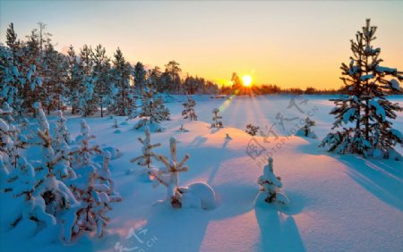 树林雪地阳光冬季