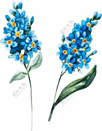 水彩绘唯美蓝色花朵插画