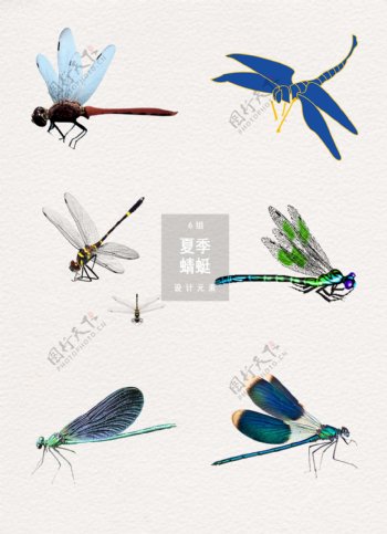 夏季蜻蜓装饰设计素材