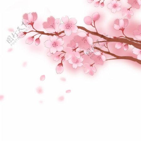 樱花树樱花节春天手绘装饰