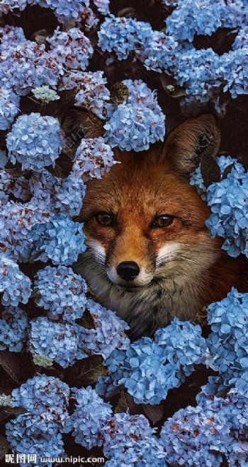 创意狐狸与花朵