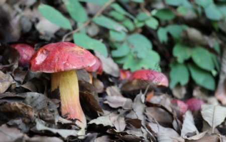 林间蘑菇