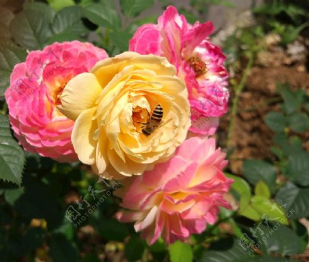 自然之语花与蜂