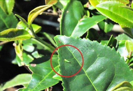 病虫害茶小绿叶蝉植物动物昆虫