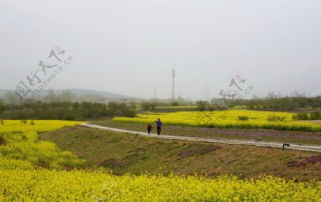 油菜花