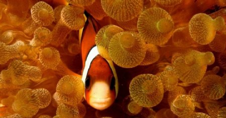 海底世界小丑鱼和海葵