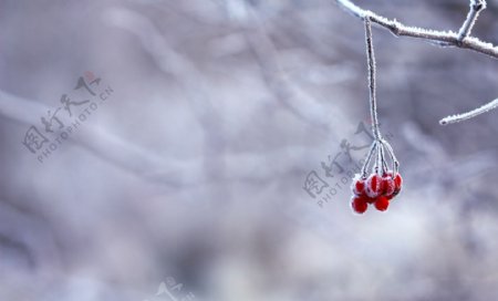 冬天树上垂下的红果