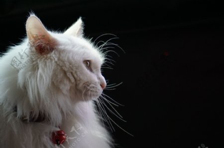 猫咪小白