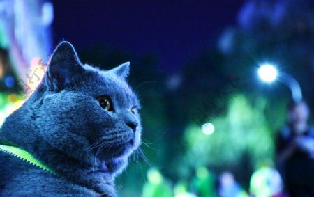 大胖蓝猫烟头