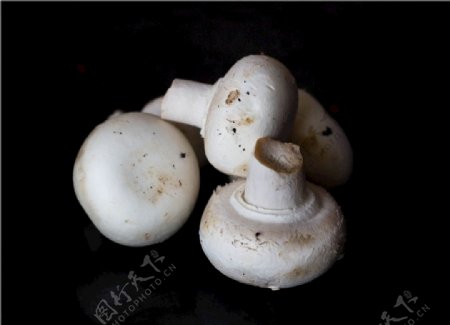 食用白色蘑菇