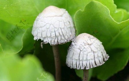白色小蘑菇摄影