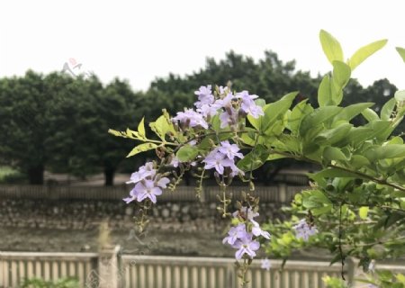 紫丁香丁香