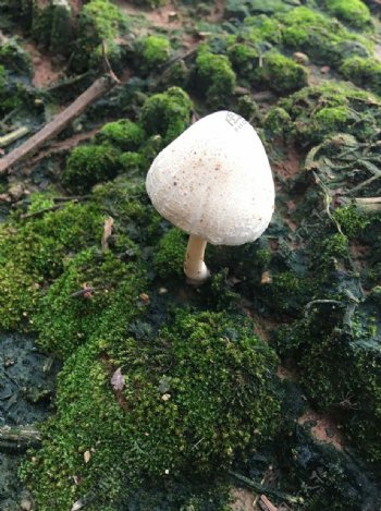 一只野生小蘑菇