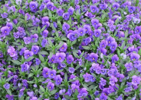 紫色的蝴蝶花