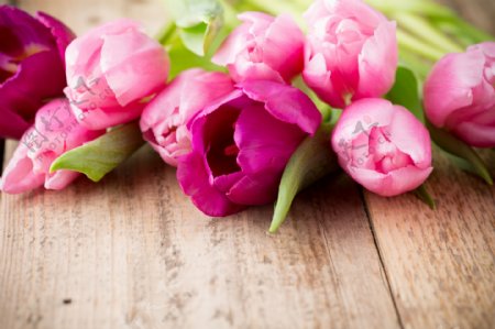 郁金香木板粉红色花卉