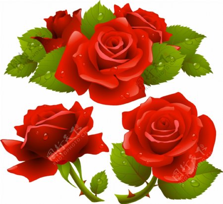 浪漫大方红色玫瑰花