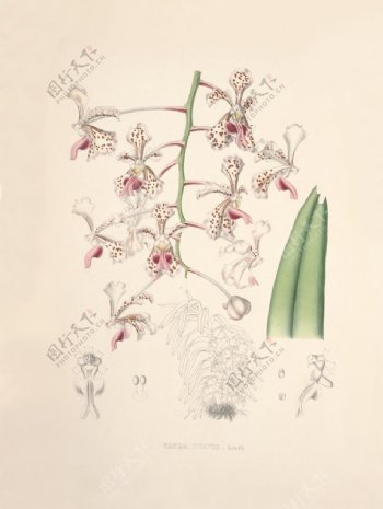 装饰画手绘花卉文化艺术绘画