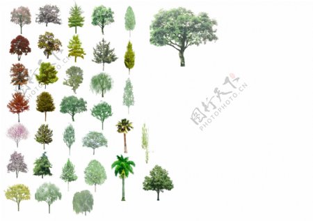 园林植物分层彩图
