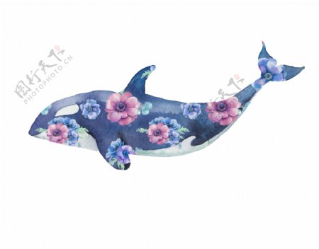艺术手绘植物海豚