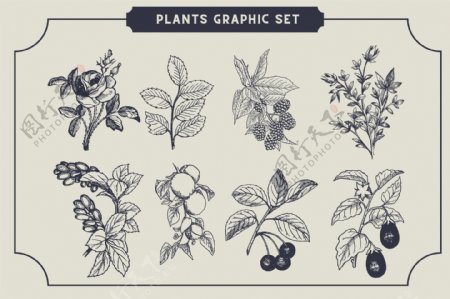素描写生花卉植物