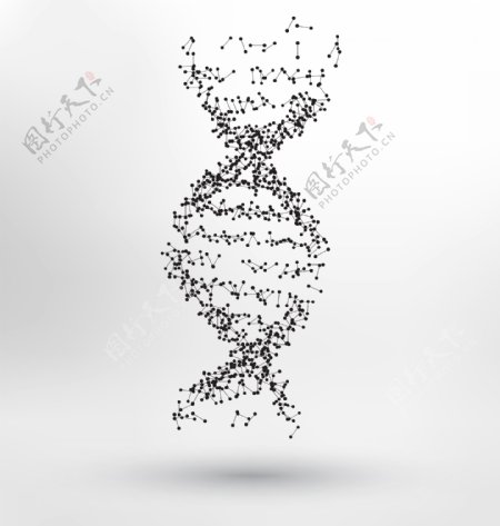DNA分子