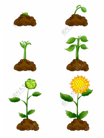 手绘植物生长过程发芽开花向日葵商用