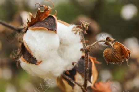 天然自种棉花