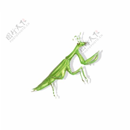 手绘中国风昆虫螳螂飞行虫子动物透明底素材
