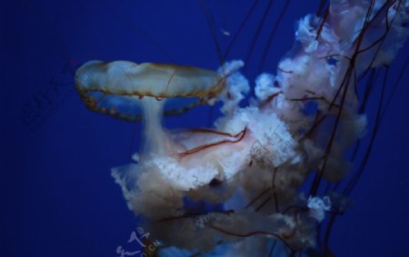 高清海洋动物摄影图