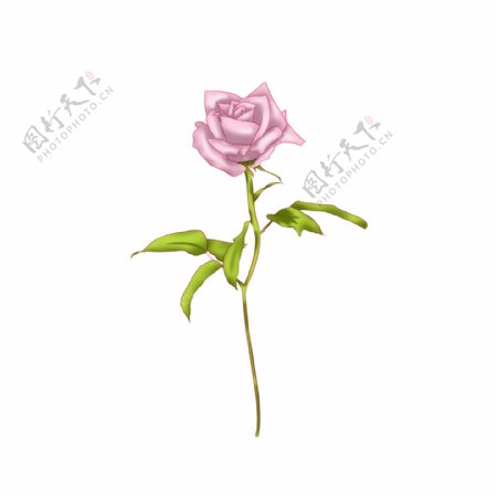 粉色带刺的玫瑰花插画
