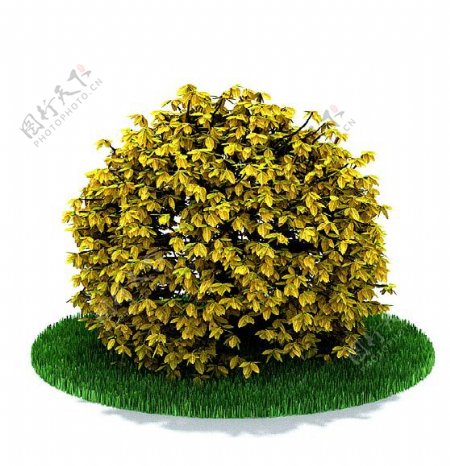 球形黄色植物3d模型
