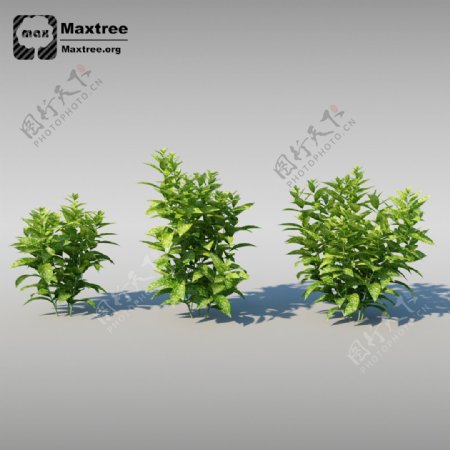3d灌木模型效果图