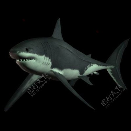3d鲨鱼模型下载