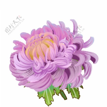 微立体粉紫色菊花可商用