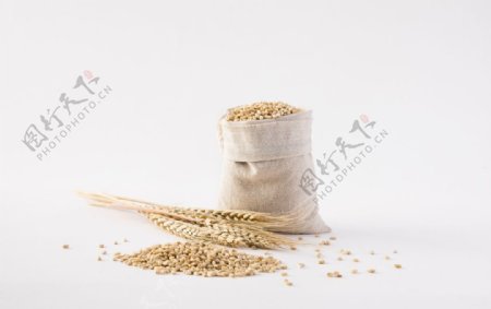 有机小麦