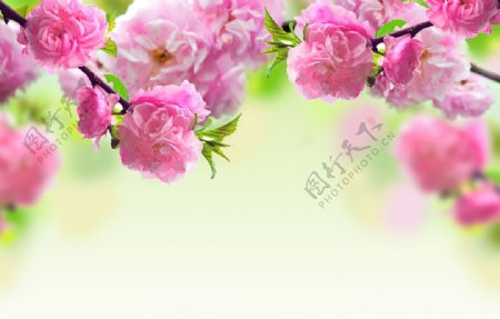 春天桃花树支粉红色桃花