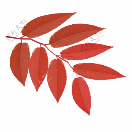 红色树叶装饰素材