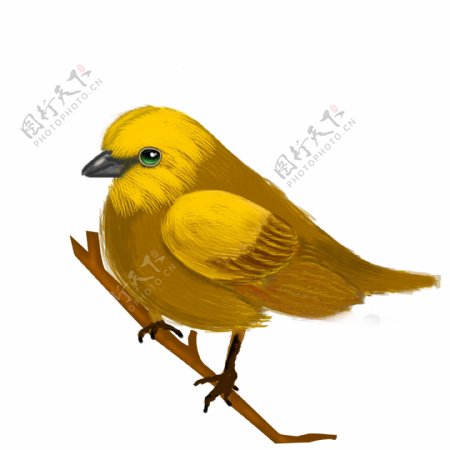 可商用高清手绘写实黄鹂鸟