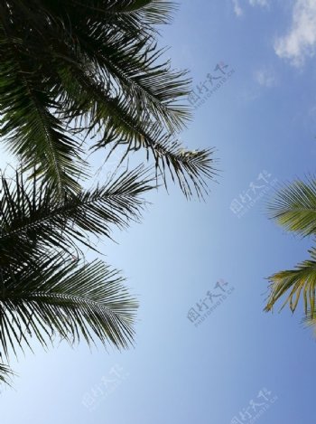 海南蓝天白云椰树