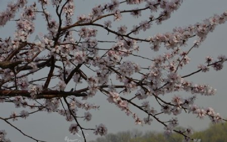 颐和园山桃花