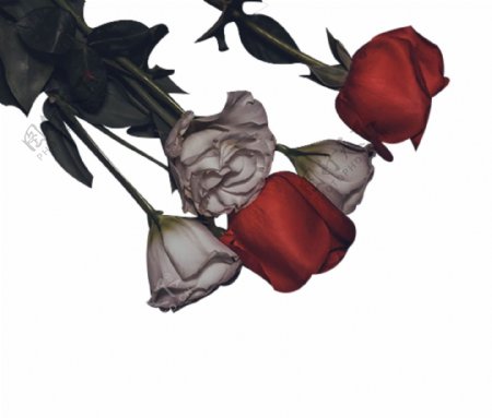暗黑系红玫瑰和白玫瑰