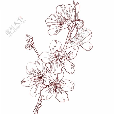 线描的杏花花卉插画