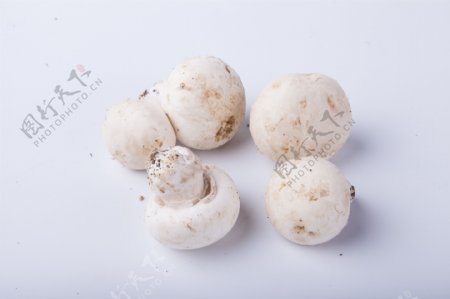 一些白色口蘑蘑菇特写2