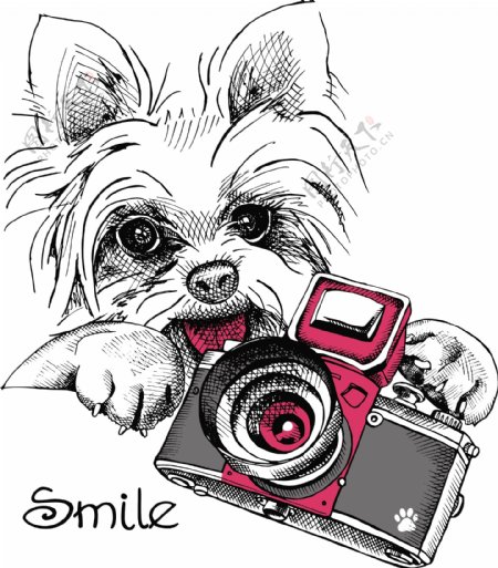 可爱狗狗和照相机