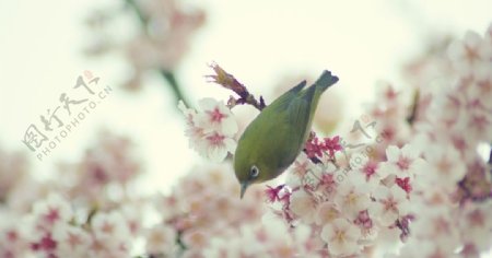站立在花丛中的鸟