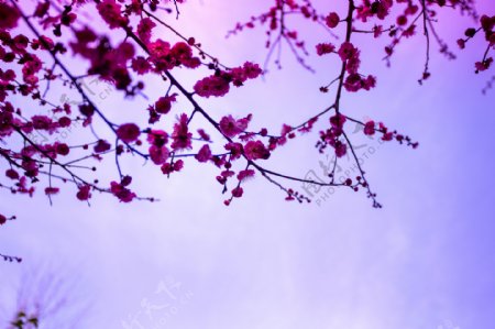 抬头看春游之桃花盛开